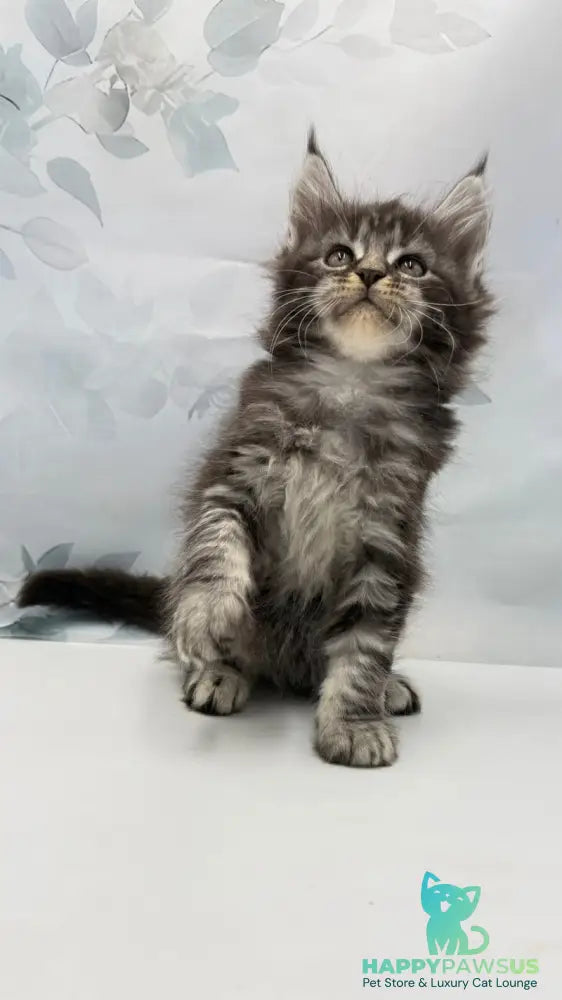 Babls Maine Coon male black tabby - live animals