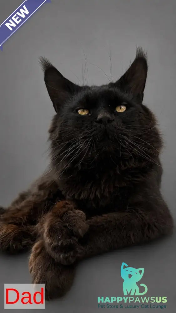 Babls Maine Coon male black tabby - live animals