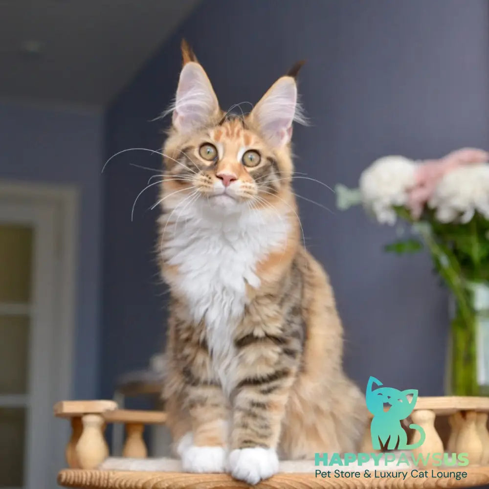 Baby love Maine Coon female black tortie with white spotted tabby - live animals