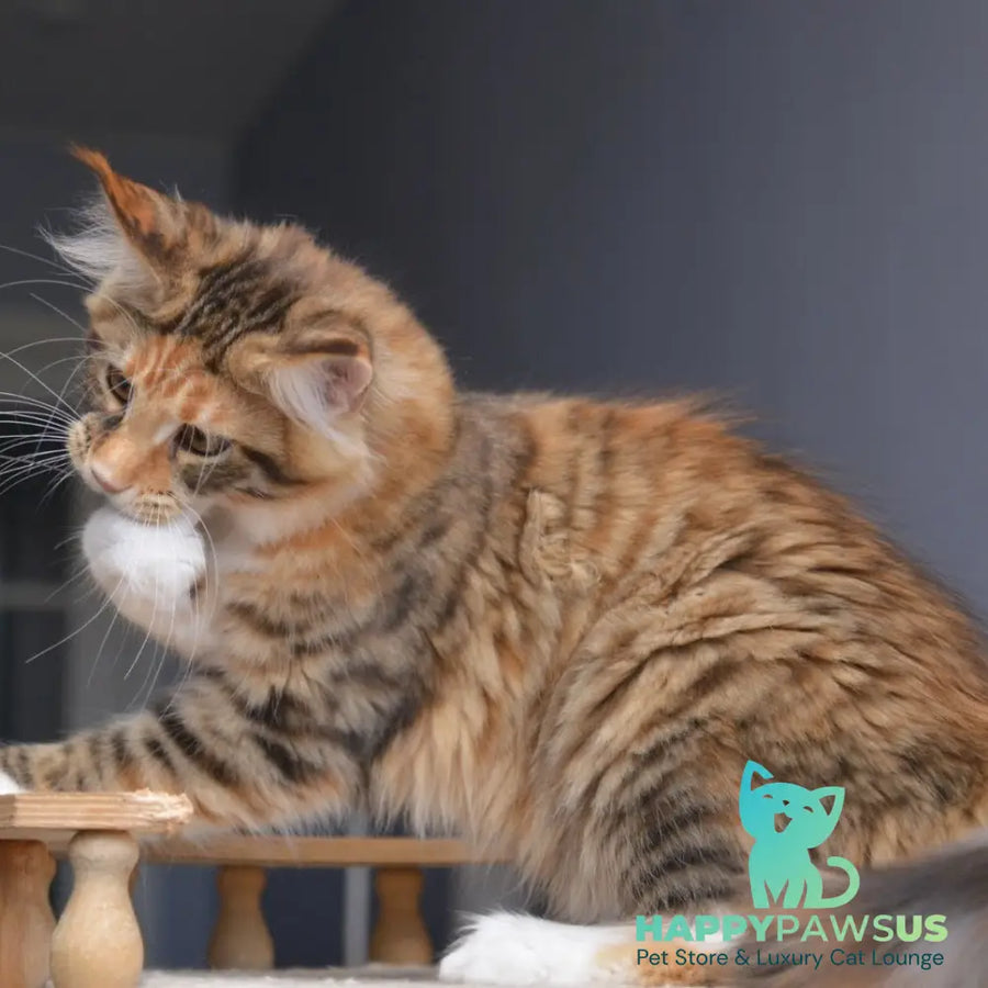 Baby love Maine Coon female black tortie with white spotted tabby - live animals