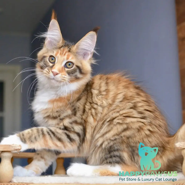 Baby love Maine Coon female black tortie with white spotted tabby - live animals
