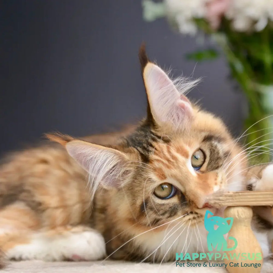 Baby love Maine Coon female black tortie with white spotted tabby - live animals