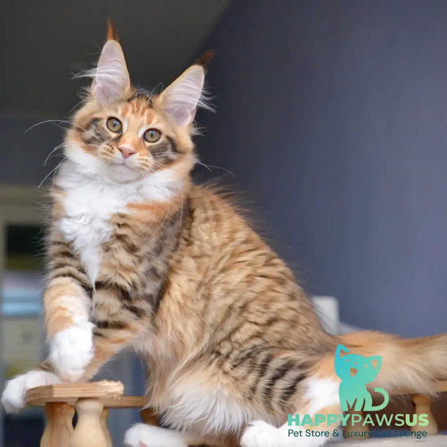 Baby love Maine Coon female black tortie with white spotted tabby - live animals