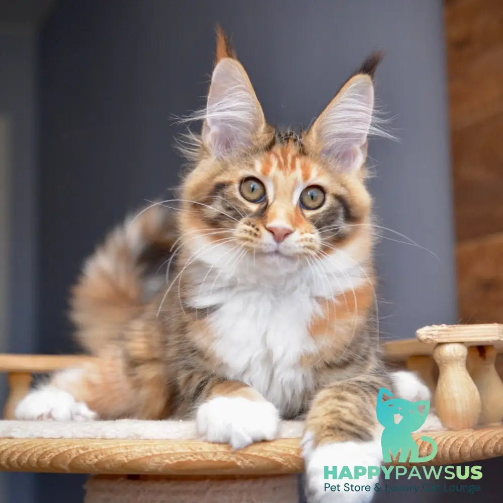 Baby love Maine Coon female black tortie with white spotted tabby - live animals