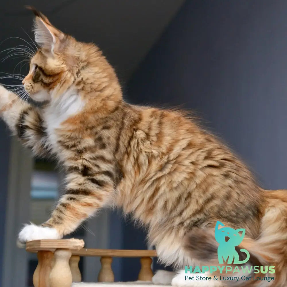 Baby love Maine Coon female black tortie with white spotted tabby - live animals