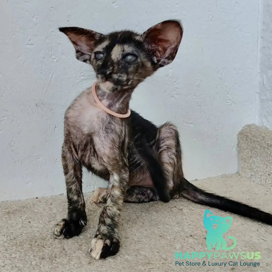 Baby Oriental Shorthair female black tortie - live animals