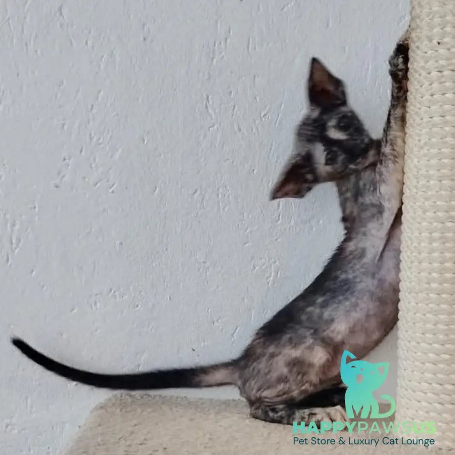 Baby Oriental Shorthair female black tortie - live animals