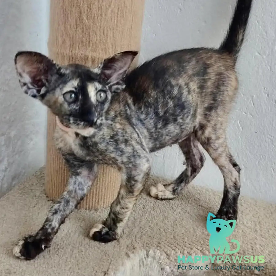 Baby Oriental Shorthair female black tortie - live animals