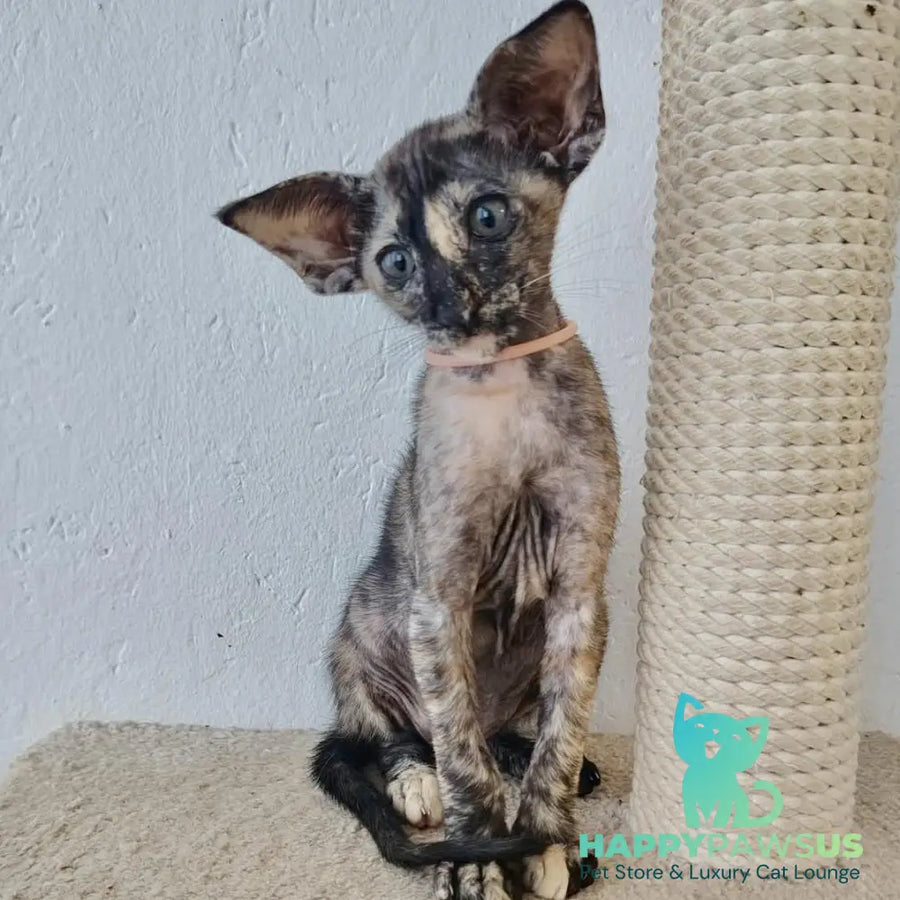 Baby Oriental Shorthair female black tortie - live animals
