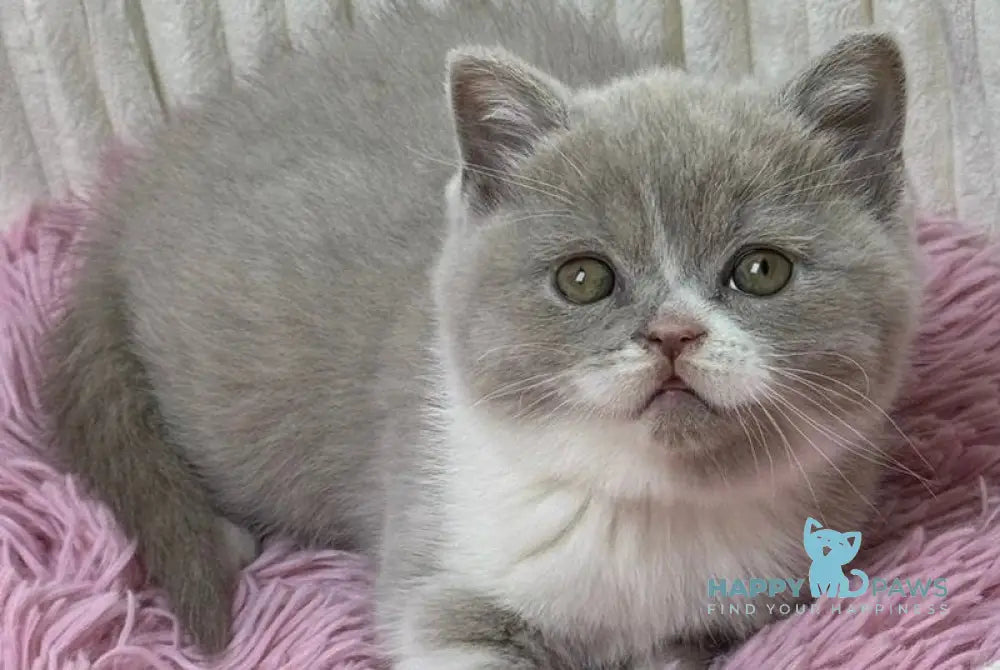 Baby Scottish Straight female lilac bicolour live animals