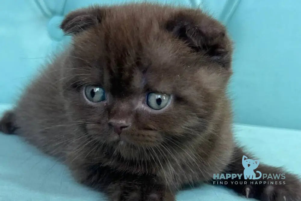 Badi Scottish Fold male chocolate live animals