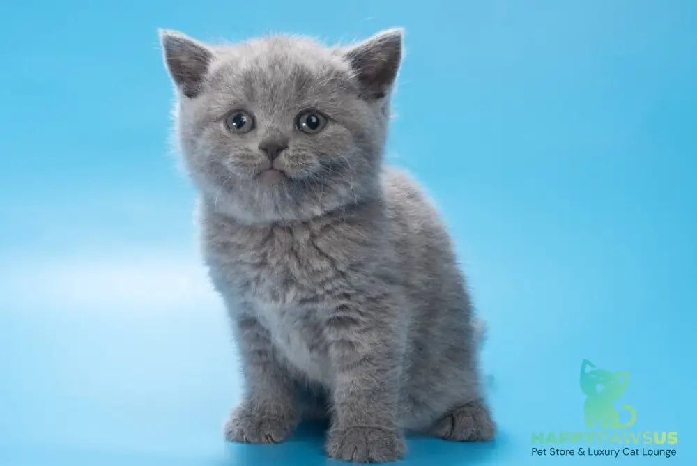 Baffi British Shorthair female blue - live animals