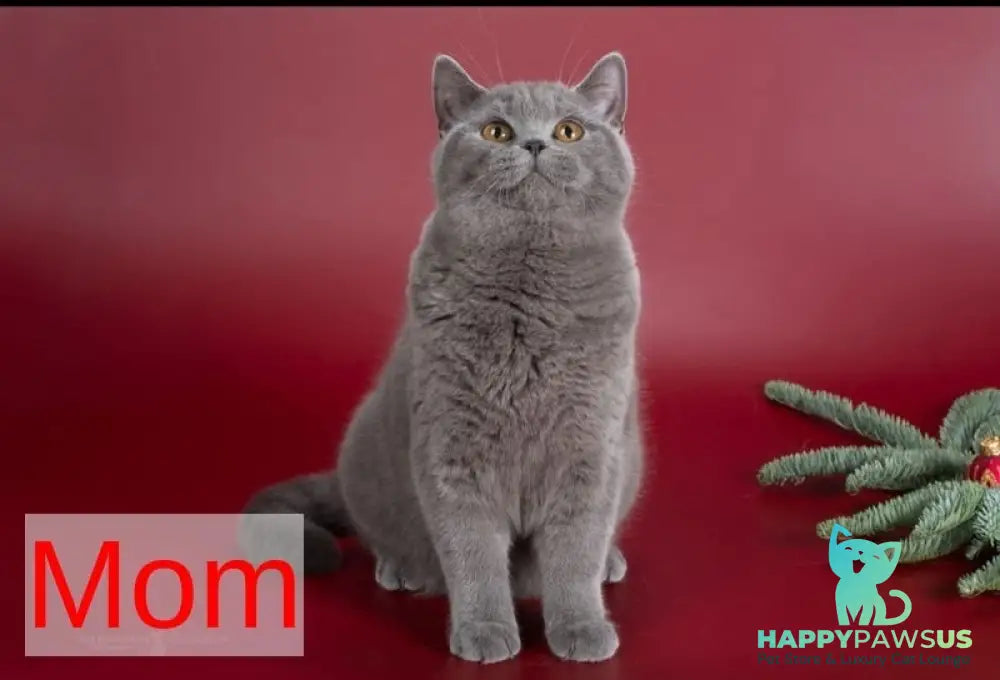 Baffi British Shorthair female blue - live animals