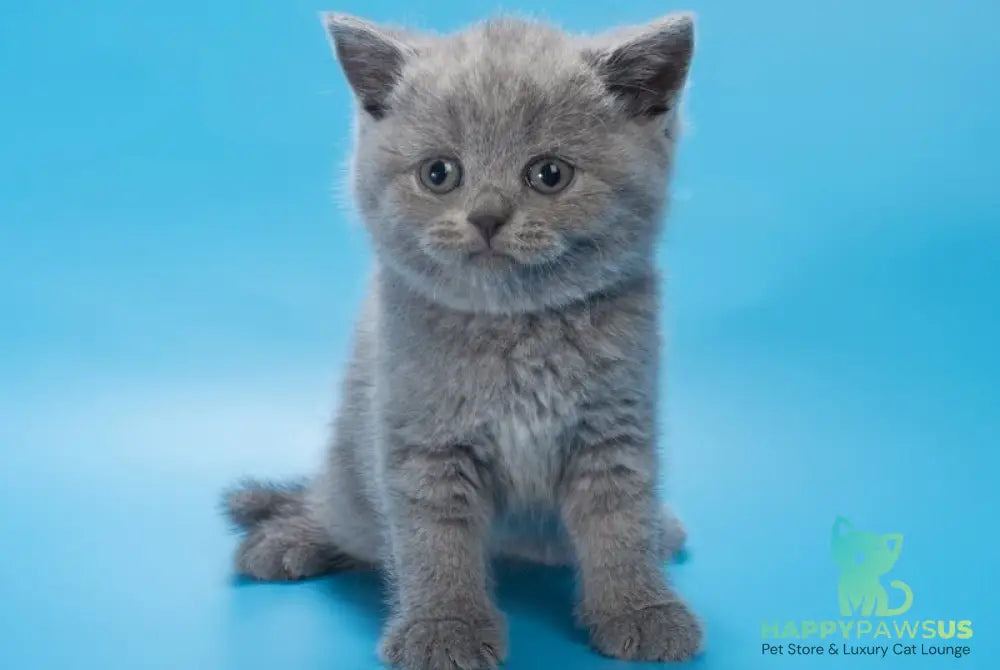 Baffi British Shorthair female blue - live animals