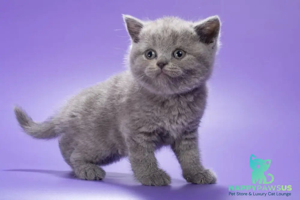Baffi British Shorthair female blue - live animals