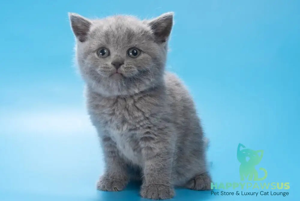 Baffi British Shorthair female blue - live animals