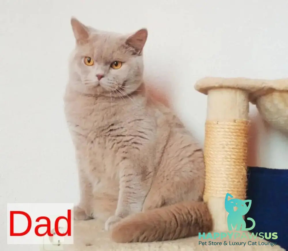 Baffi British Shorthair female blue - live animals
