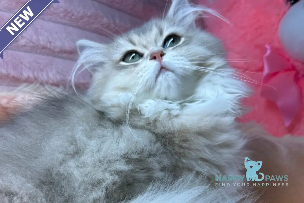 Baffi Scottish Straight female blue golden shaded live animals