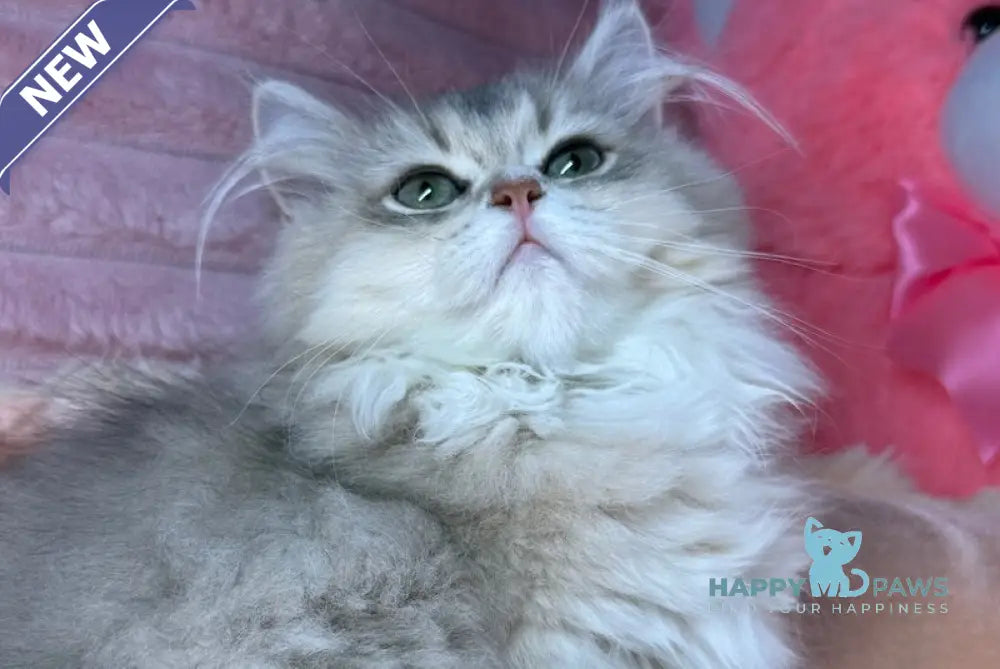 Baffi Scottish Straight female blue golden shaded live animals
