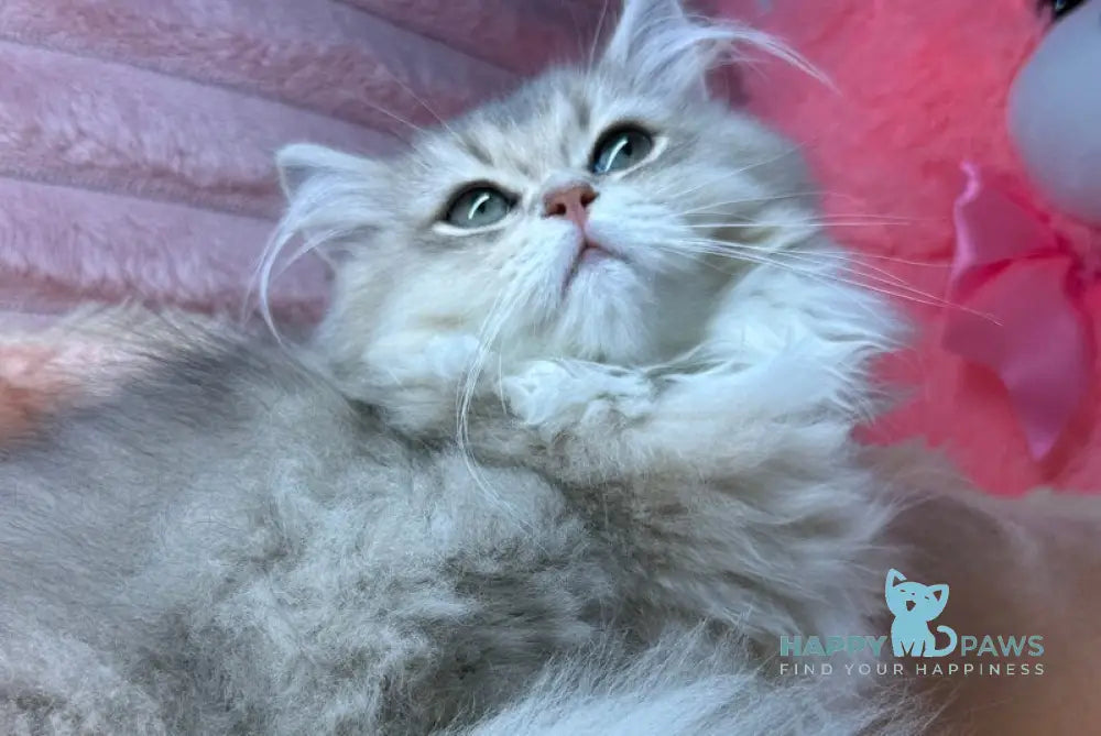 Baffi Scottish Straight female blue golden shaded live animals