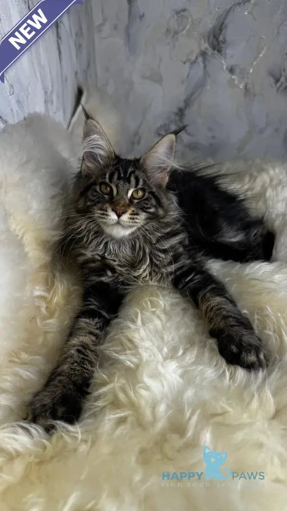 Baffy Maine Coon female black tabby live animals