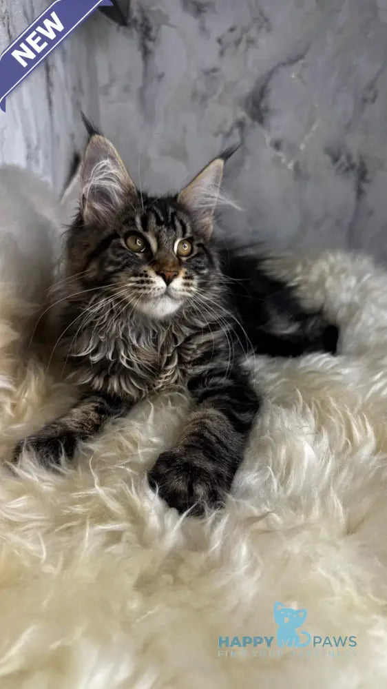 Baffy Maine Coon female black tabby live animals