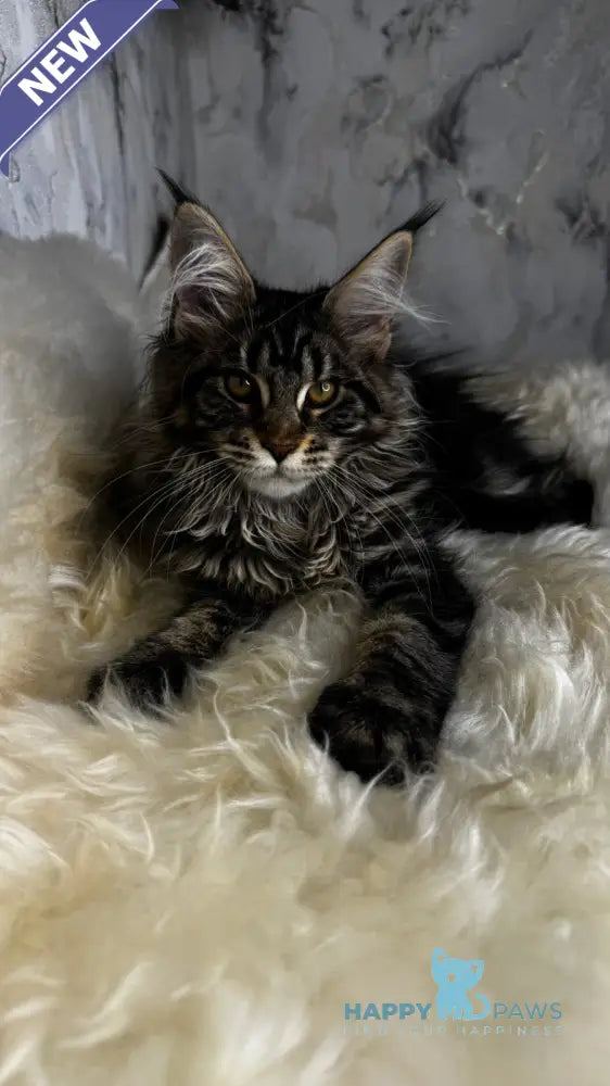 Baffy Maine Coon female black tabby live animals