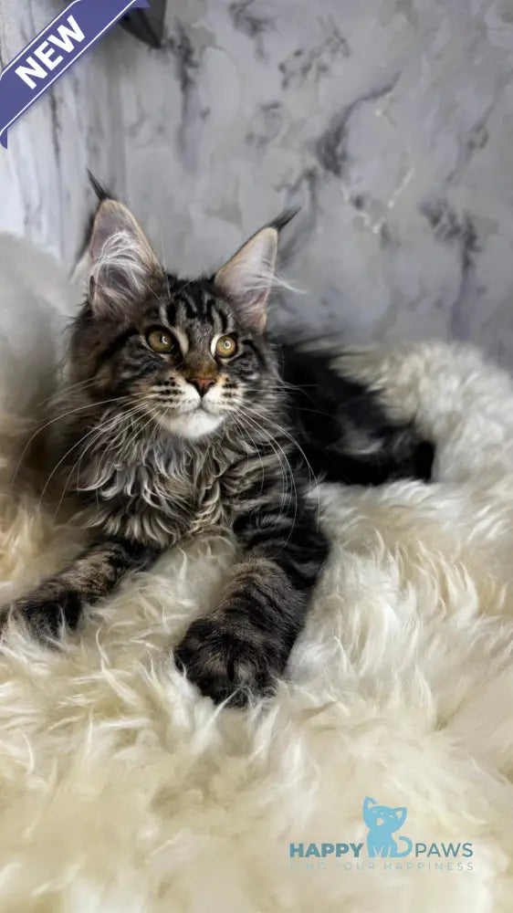 Baffy Maine Coon female black tabby live animals