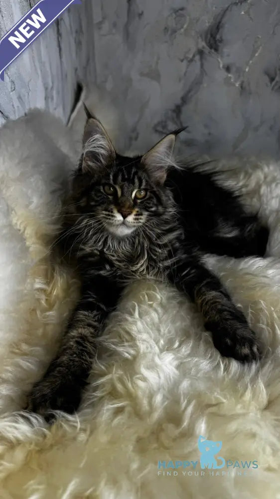 Baffy Maine Coon female black tabby live animals