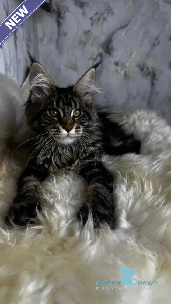 Baffy Maine Coon female black tabby live animals