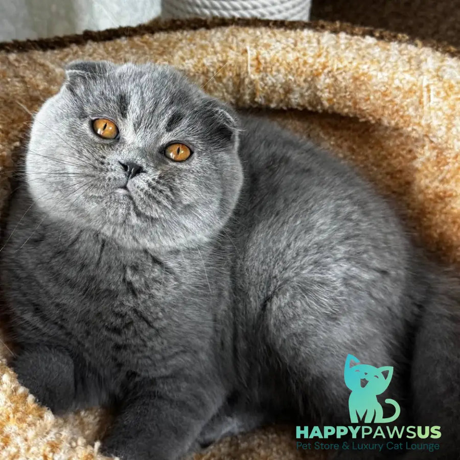 Baffy Scottish Fold female blue - live animals