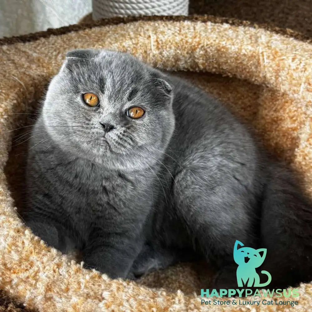 Baffy Scottish Fold female blue - live animals