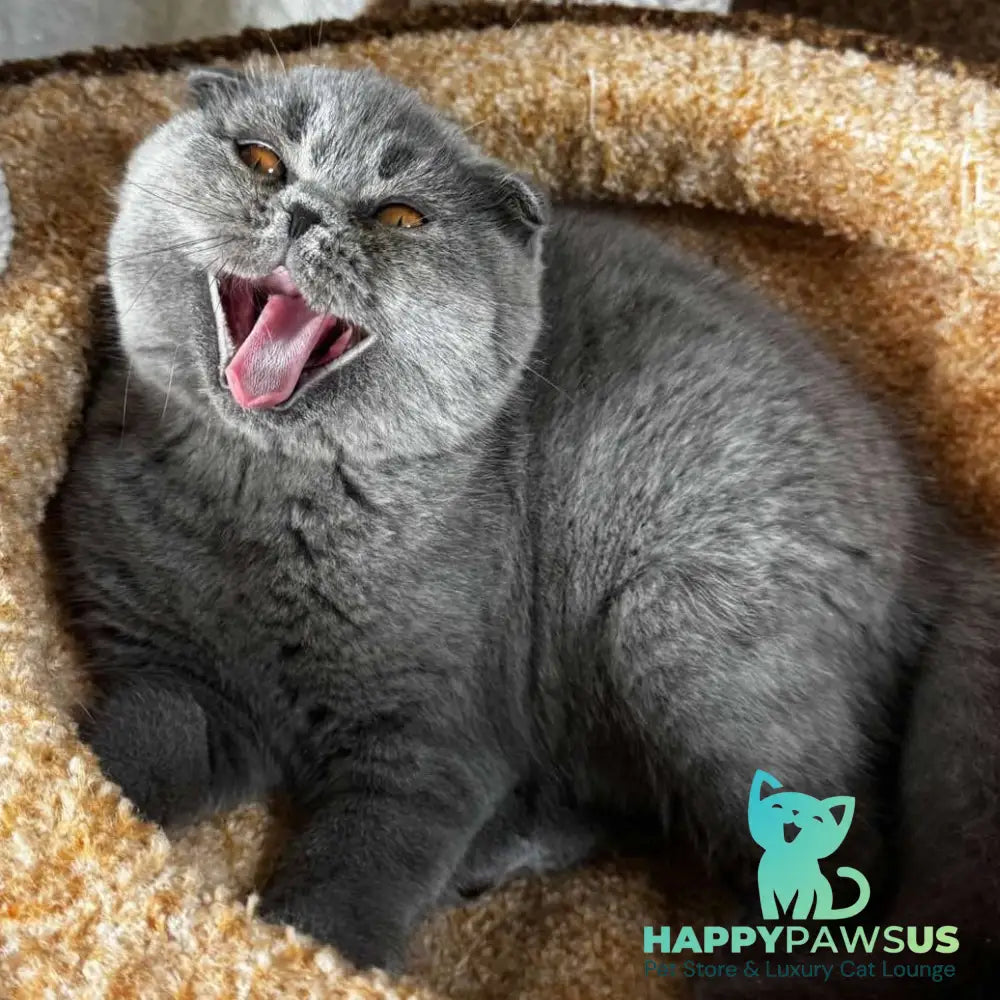 Baffy Scottish Fold female blue - live animals