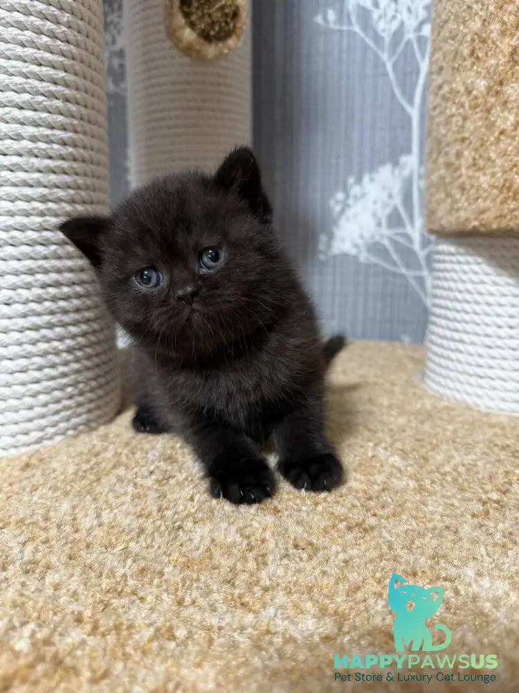 Baghira Scottish Straight female black - live animals
