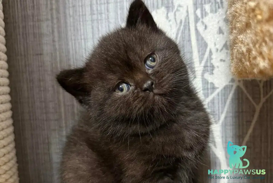 Baghira Scottish Straight female black - live animals