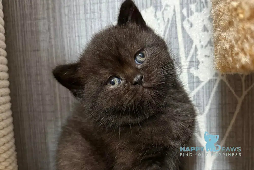 Baghira Scottish Straight female black - live animals
