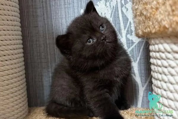 Baghira Scottish Straight female black - live animals