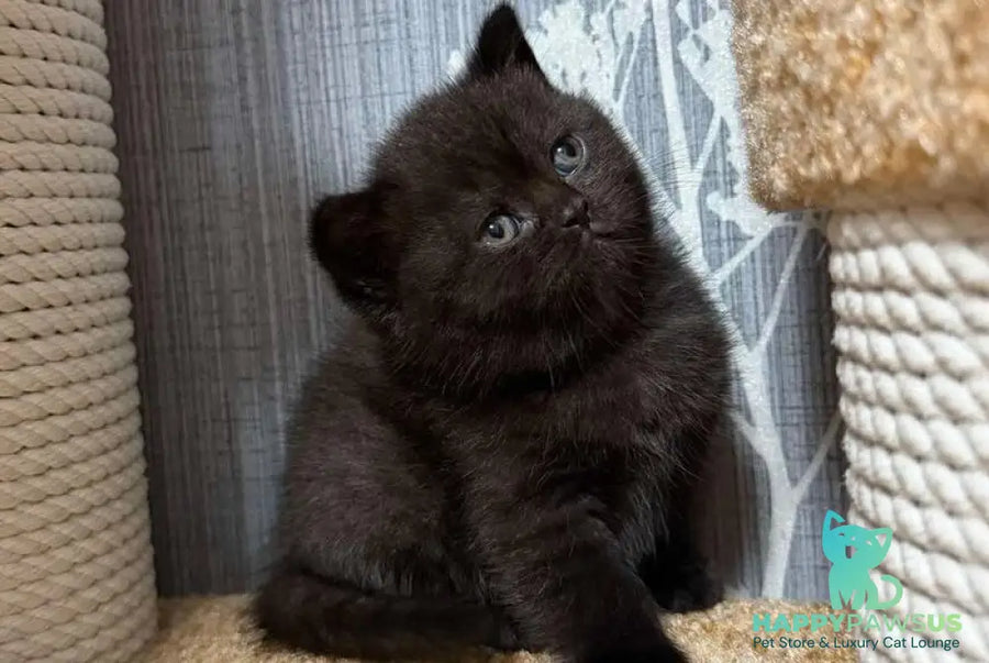 Baghira Scottish Straight female black - live animals