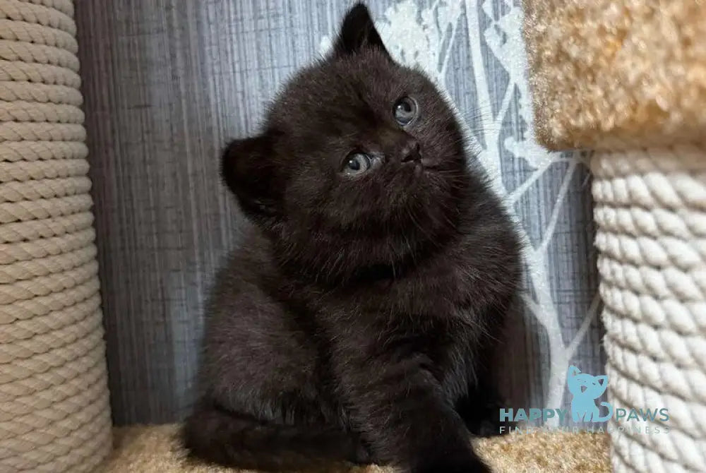 Baghira Scottish Straight female black - live animals