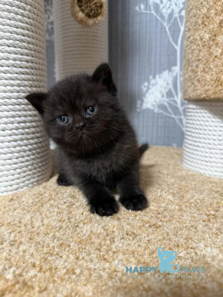 Baghira Scottish Straight female black - live animals