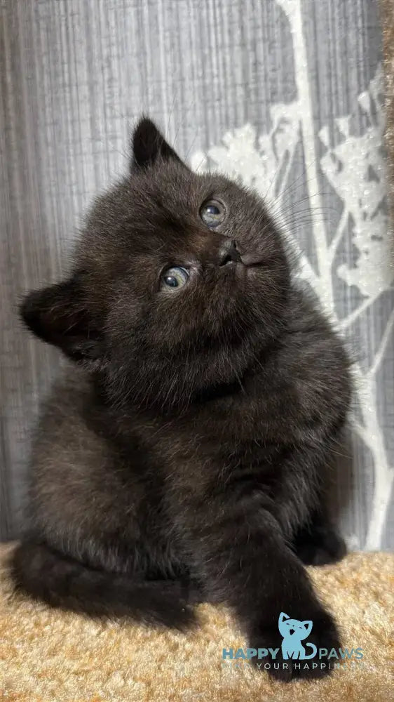 Baghira Scottish Straight female black - live animals