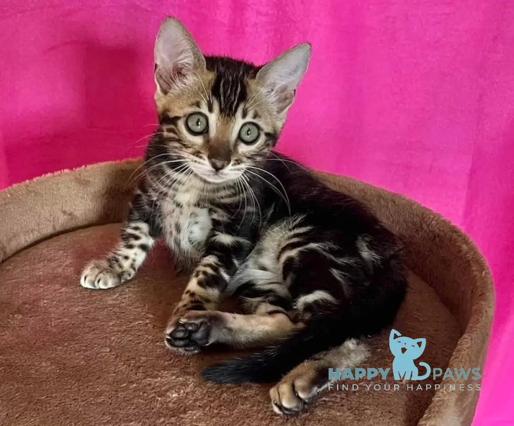 Bagira Bengal female black tabby live animals