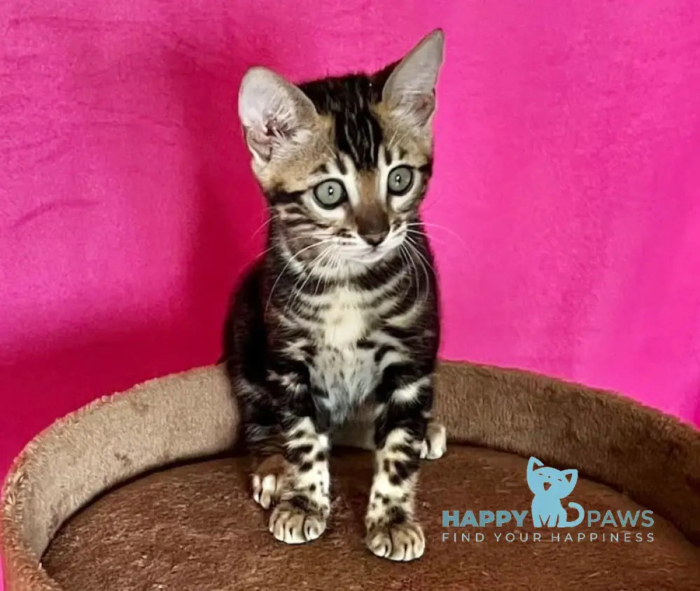 Bagira Bengal female black tabby live animals