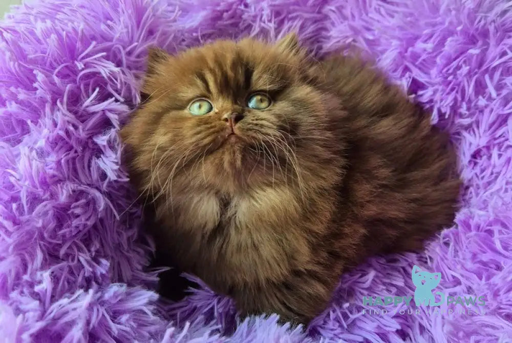 Bagira British Longhair female chocolate live animals