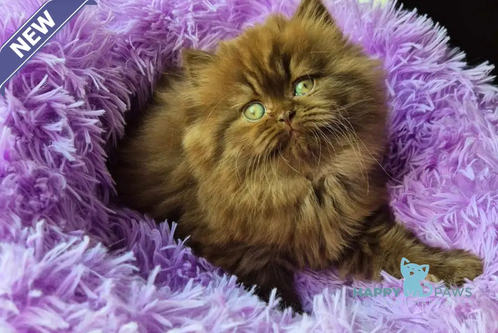 Bagira British Longhair female chocolate live animals
