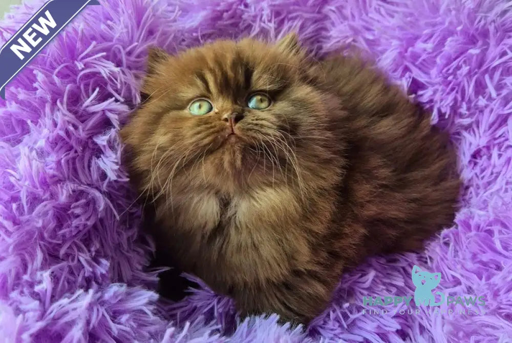 Bagira British Longhair female chocolate live animals