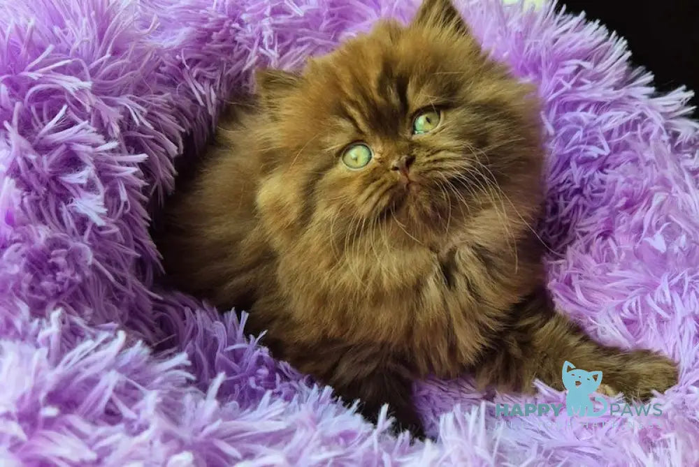 Bagira British Longhair female chocolate live animals