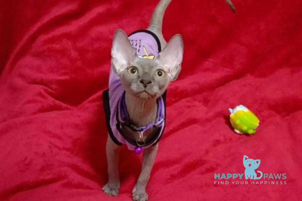 Bagira Canadian Sphynx female blue live animals