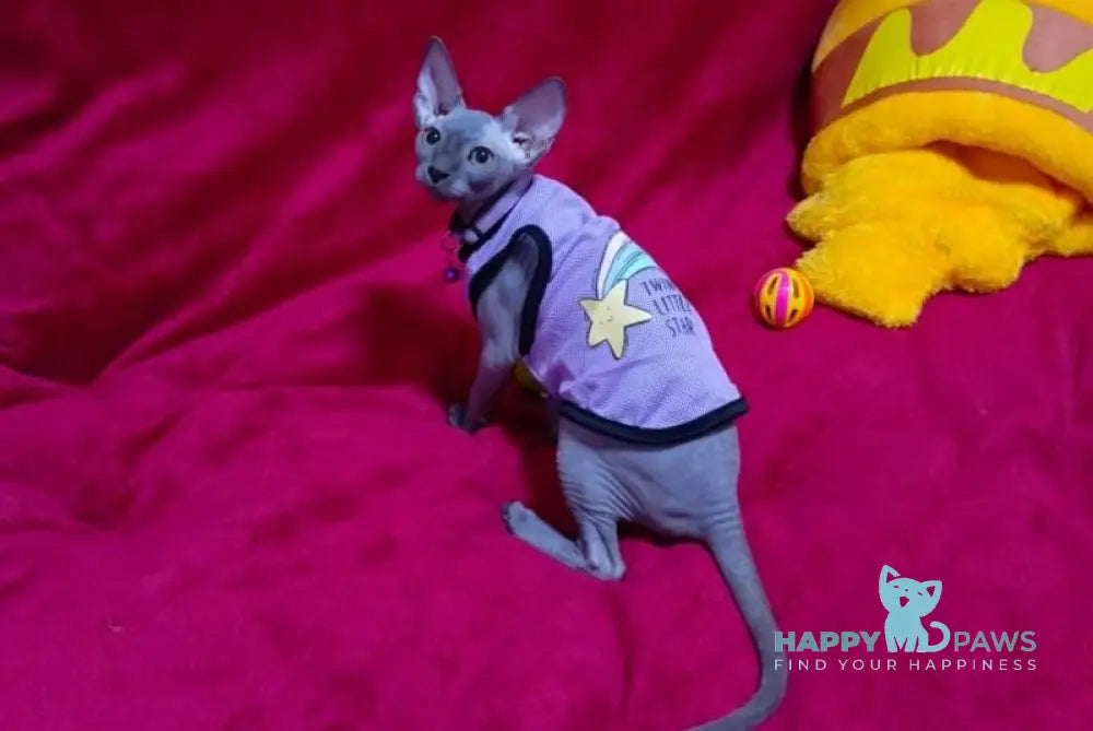 Bagira Canadian Sphynx female blue live animals