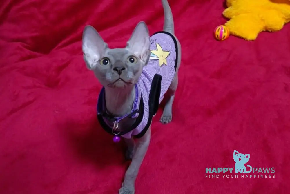 Bagira Canadian Sphynx female blue live animals